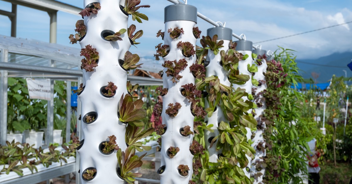 You are currently viewing Hydroponics and Its Role in Sustainable Agriculture